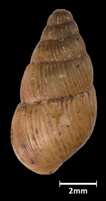 Media type: image;   Malacology 142993 Aspect: dorsal